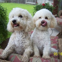 bichon poodle