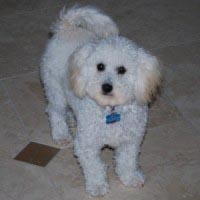 Bichon Poodle Picture