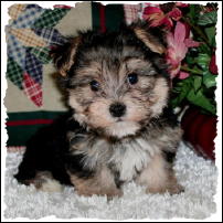 Morkie Puppy