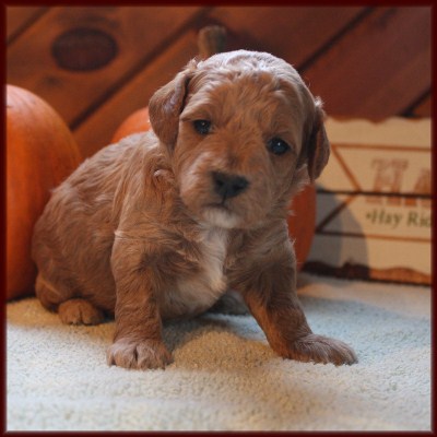 f1b poochon