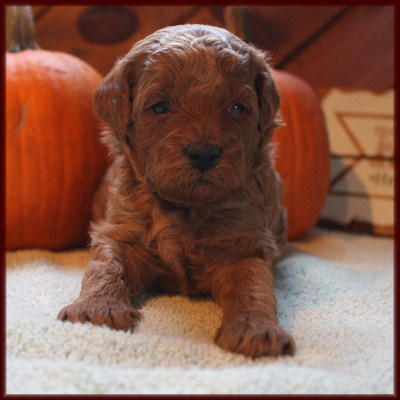 bichon poodle f1b