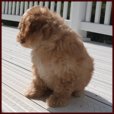bichon poodle