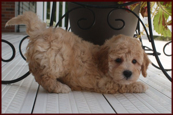 bichon poodle