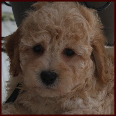 poochon