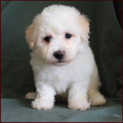 Bichon Frise
