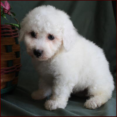 Bichon Frise