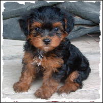 Yorkipoo Puppy