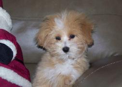 Maltipoo