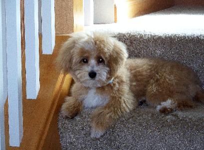 Maltipoo