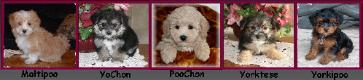 Maltipoo, YoChon, PooChon, Yorktese, Yorkipoo Puppies