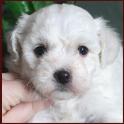 www.rollingmeadowspuppies.com