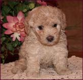 Bichon Poodle