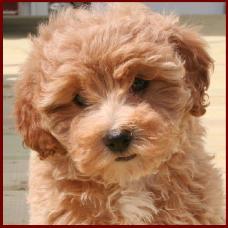 f1b poochon