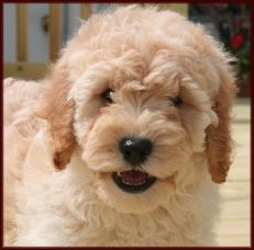 f1b poochon