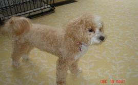 maltipoo puppy