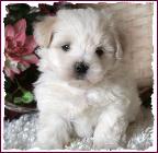 Maltese Bichon Puppy