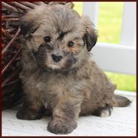 maltipoo puppy available
