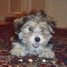 morkie picture