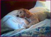 Bichon Poodle Sam