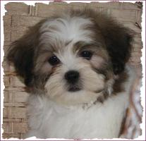 Shichon Puppy