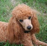 Purebred toy poodle