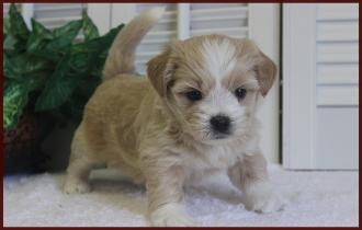 shichon poo puppy for sale
