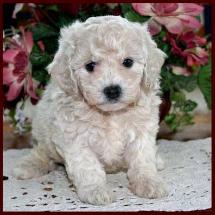 Bichon Poodle Puppy