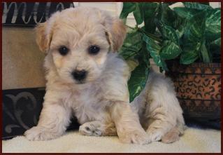 poochon puppy for sale